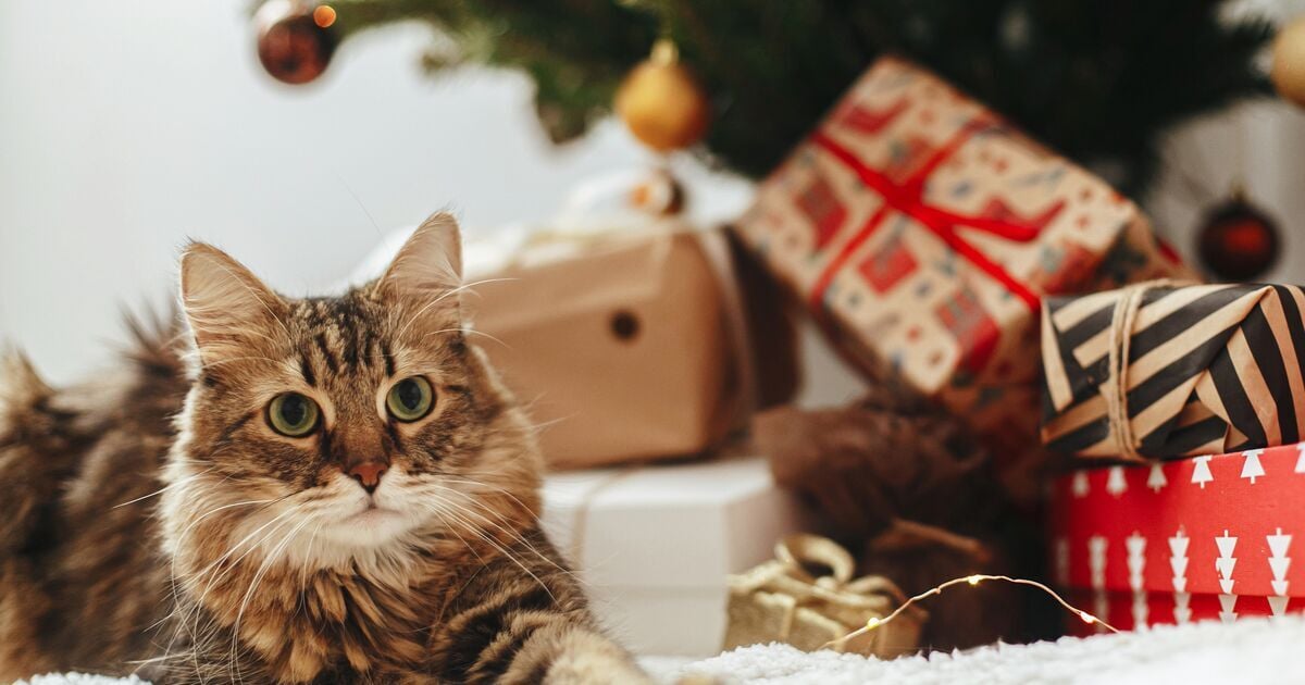 Cirmos macska fekszik a karácsonyfa és az ajándékok mellett 