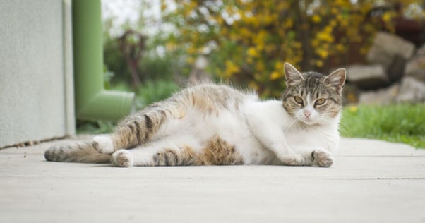 Pregnant cat lying outside in the sun.