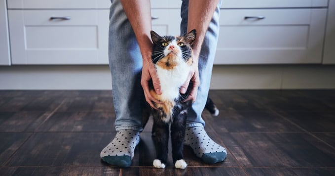 Cat between human’s feet.