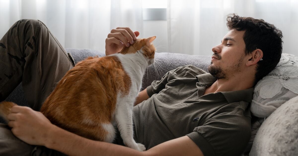 Férfi simogat egy vörös macskát a kanapén 