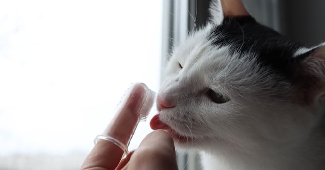A black and white cat having its teeth brushed.