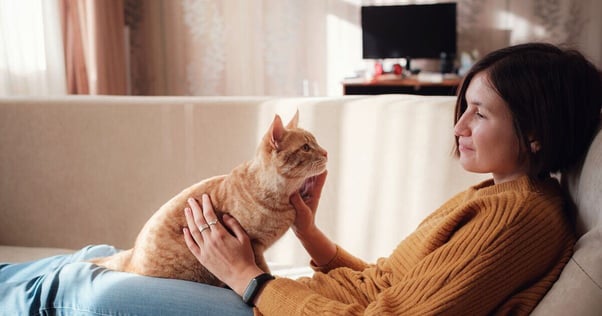 Ginger cat sat on their human’s lap, looking at them.