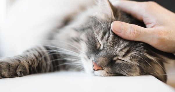 Hand stroking a relaxed cat.