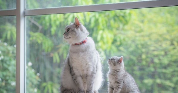 Cat and kitten sitting on scratching post. 