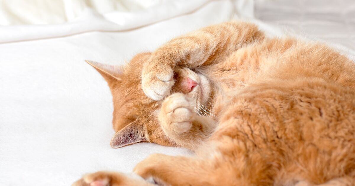 Vörös macska a szemeit a mancsával eltakarva alszik 