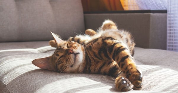 Bengal cat stretching on a sofa.