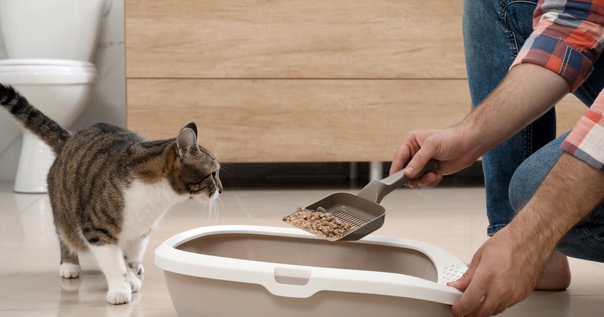 γάτα απεχθάνεται τη βρώμικη τουαλέτα