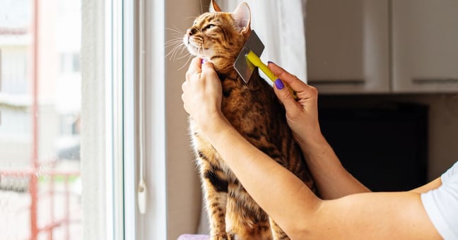 Professional cat groomer brushing a Bengal cat.