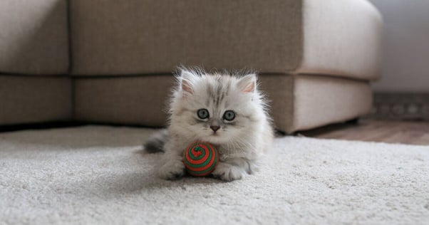 White Longhair kitten playing with a ball.