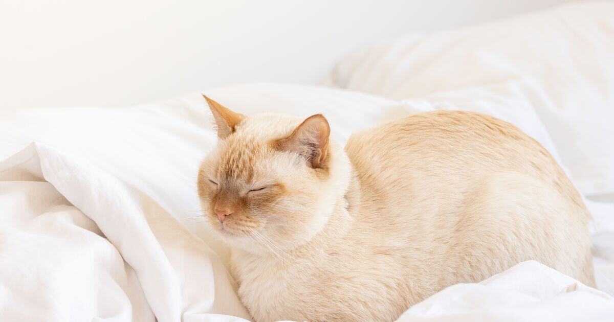 Cipó pózban alvó fehér macska 
