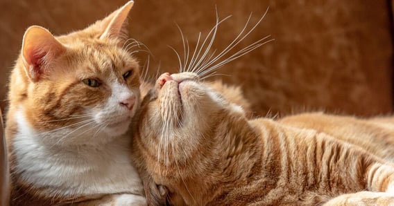  Two ginger cats lying next to each other.