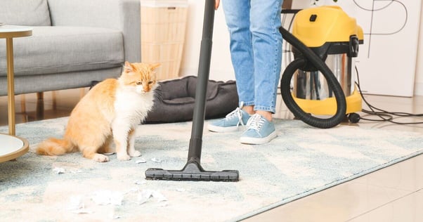 Cat watching floor be vacuumed by parent.
