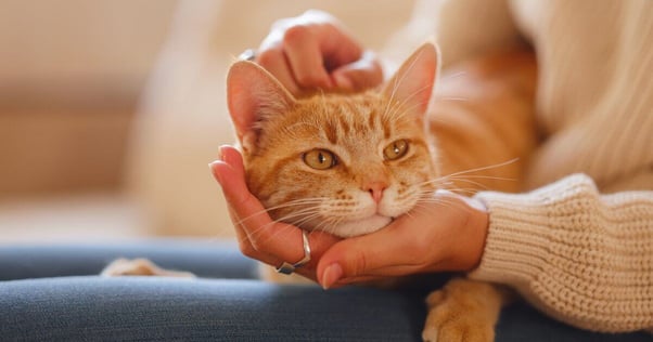 Woman stroking her cat.