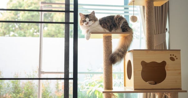 Cat in a cat tree.