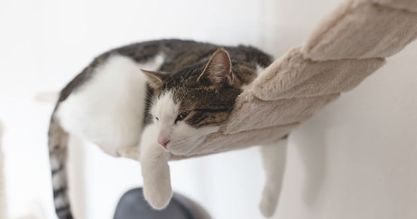 Cat resting on a hanging rope.