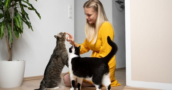 Woman playing with her two cats indoors.
