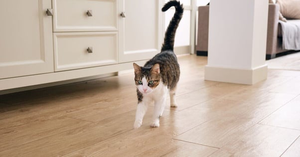 Tabby and white cat walking in a room.