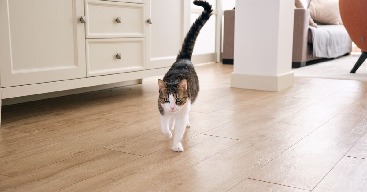 Macska sétál a kamera felé kérdőjelet formázó farokkal  &nbsp;