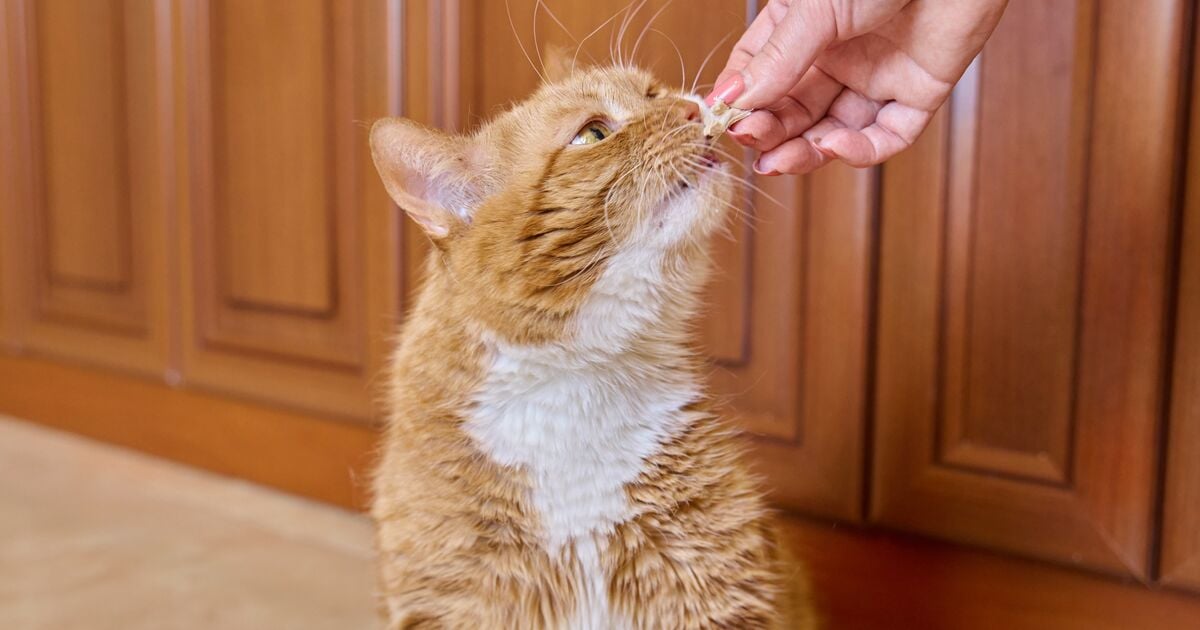 Idős vörös macska a gazdija kezéből eszik 