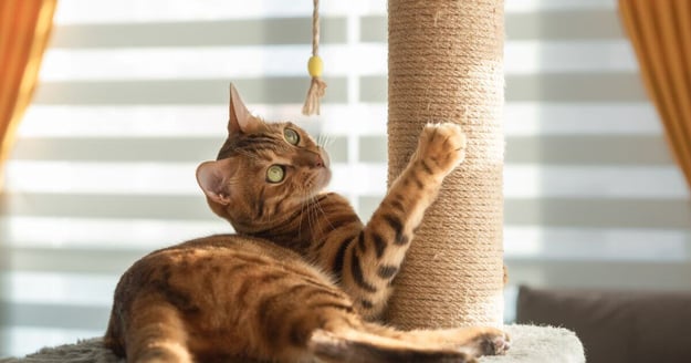 Bengal cat playing with a scratching post.