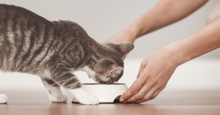 Person, der fodrer sin kat