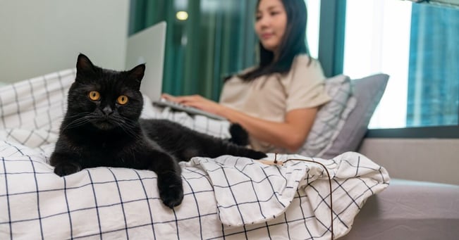 Black cat lying on a bed with a human on their laptop.