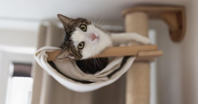 Grey and white cat lying on cat bed in a high place.