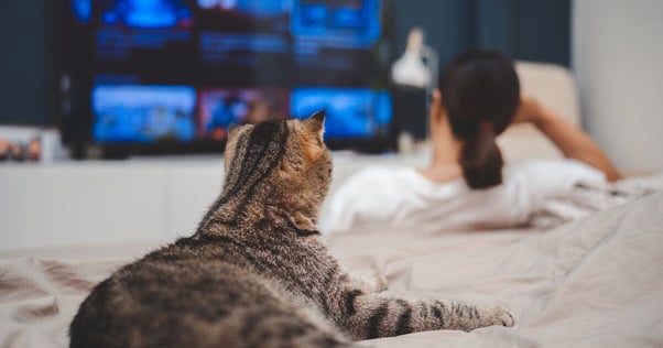 Cat laying down watching the television.