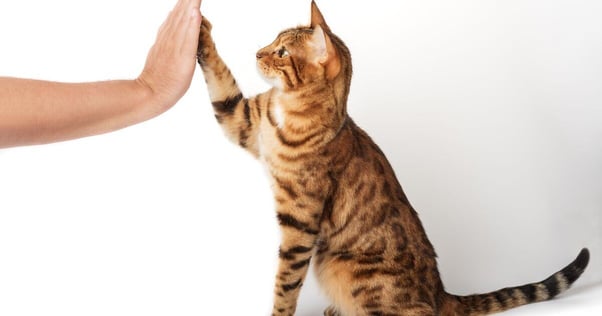 Bengal cat giving a high five to their human.