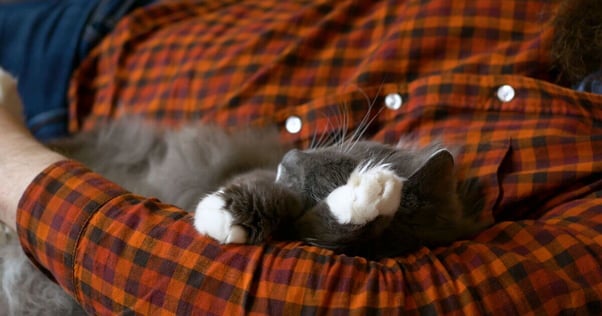 Tabby cat lying on human’s chest while they sleep.