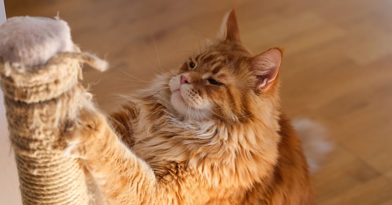 Orangefarvet kat, der bruger et kradsetræ