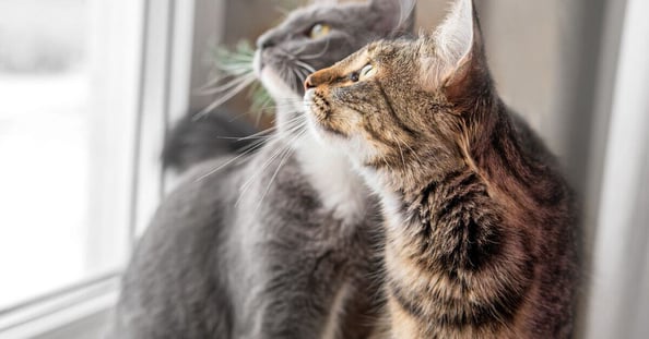 Two cats looking out of the window. 