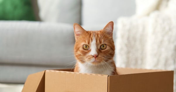 A ginger and white cat sitting in a cardboard box.