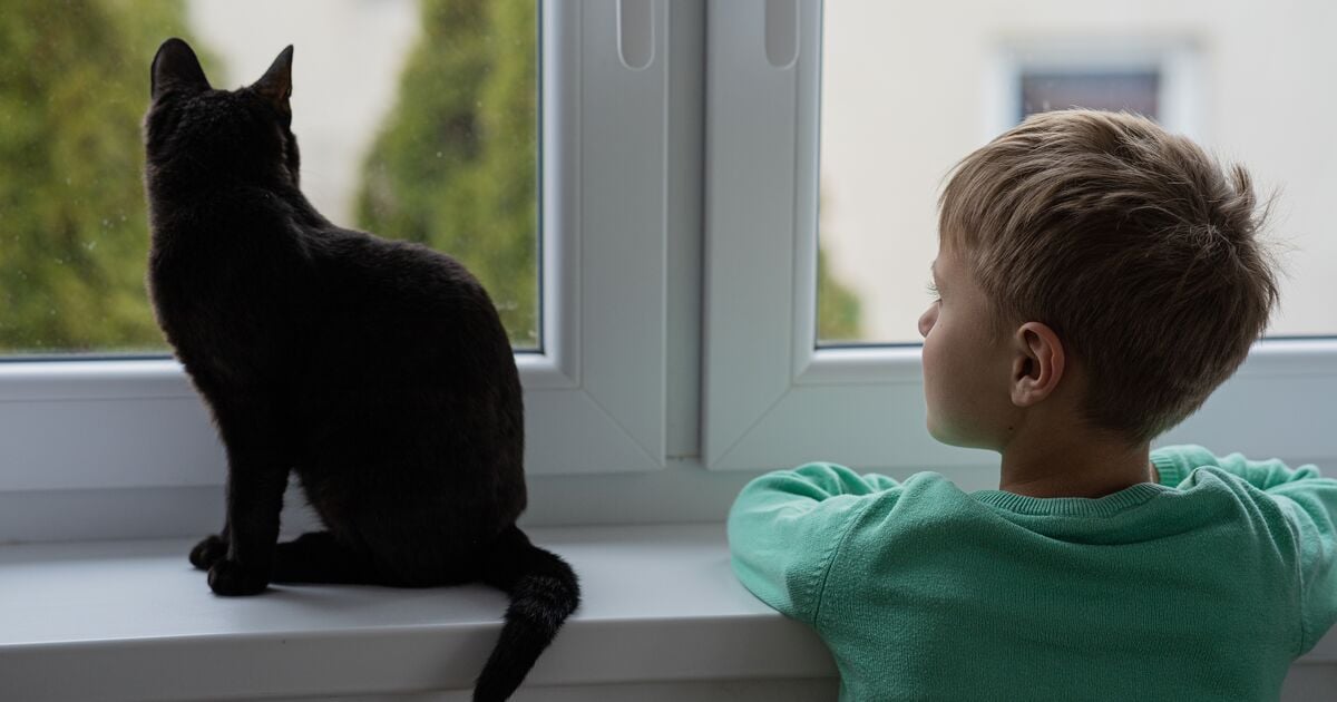 Egy fekete cica kinéz az ablakon egy kisfiúval