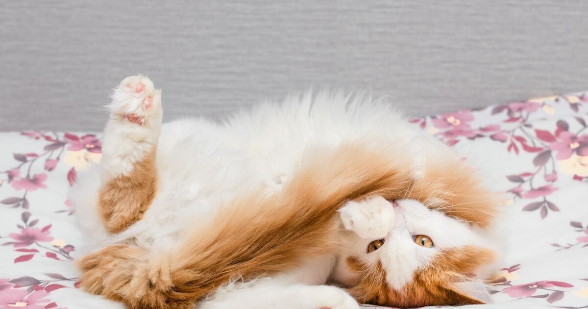 Narancs és fehér macska játszik a farkával az ágyon fekve&nbsp;