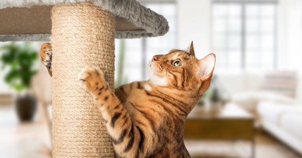 Tabby cat scratching a scratching post.