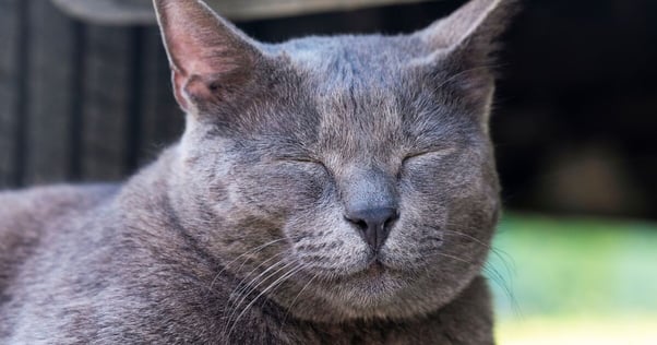 Grey cat with eyes squeezed shut.