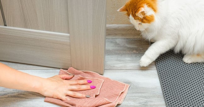White and ginger cat watching a human cleaning.