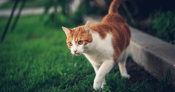Ginger and white cat exploring outside.