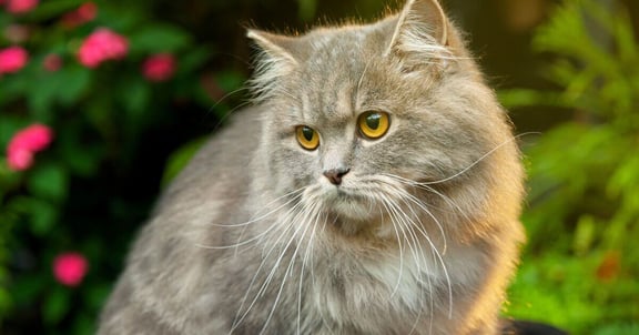 Grey British Longhair cat with yellow eyes outside.