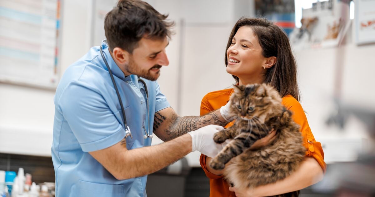 Στείρωση γάτας 