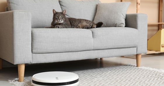 Cat relaxing on the sofa while a robot vacuum cleans the floor.