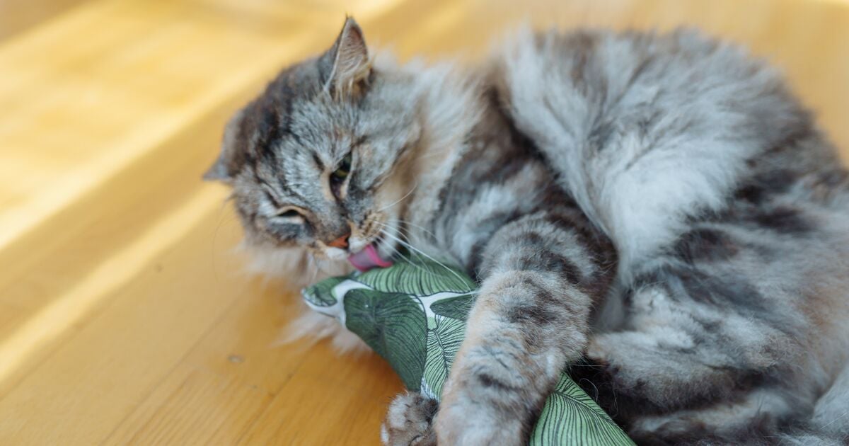 γάτα γλείφει παιχνίδι με catnip