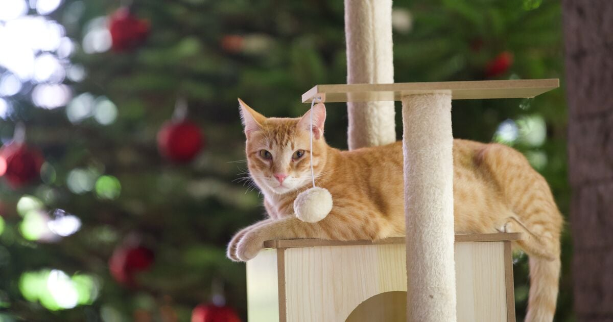 Vörös macska fekszik a mászókáján a karácsonyfa mellett  
