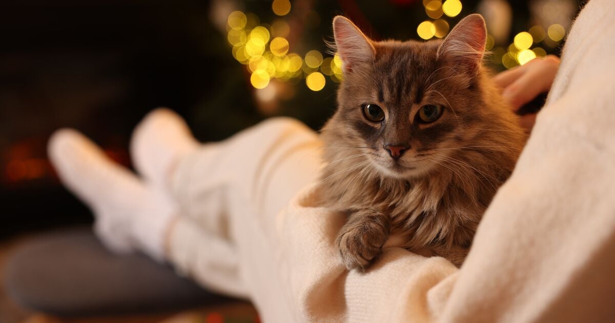 Macska ül a gazdája ölében a karácsonyfa mellett