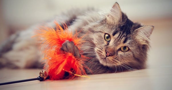 Cat playing with a feather toy.