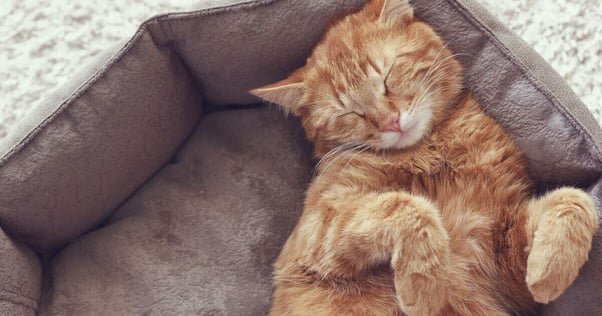 Ginger cat sleeping in a cat bed.