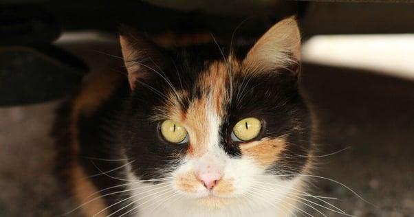 Black, white and orange Ragamuffin cat looking at the camera.