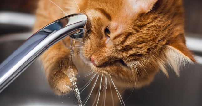 Fluffy ginger cat pawing at trickling water from a tap.