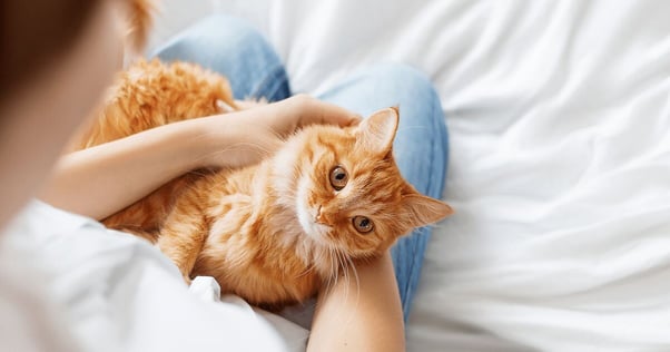 Ginger cat on a human’s lap.